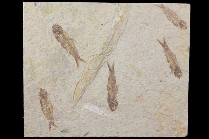Five Fossil Fish (Knightia) Plate- Wyoming #111248